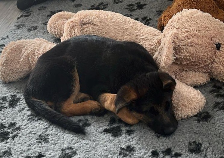 cervena fenka 8 t cervenec 2025 81