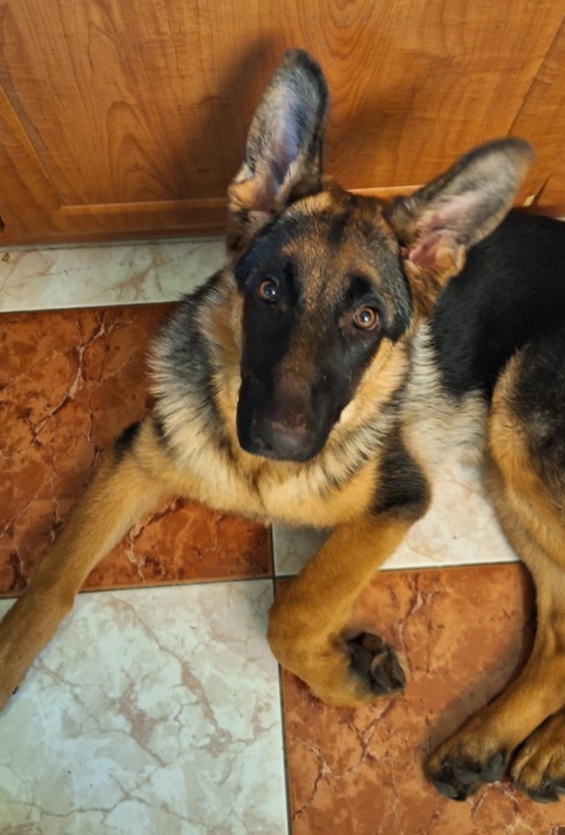 Ajka 5. mesicu 2025 1