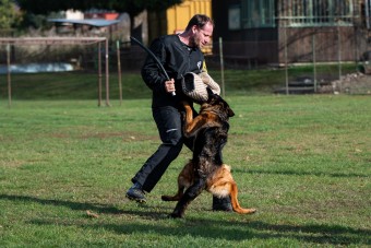 Bestijka bonitace 01