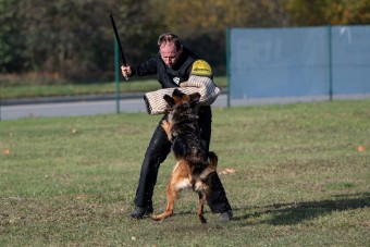 Bestijka bonitace 02