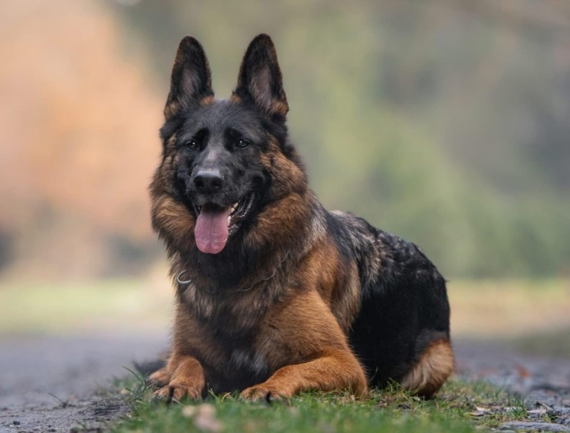 Bestijka bonitace 2025