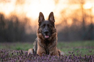 Bestijka duben 2026 01