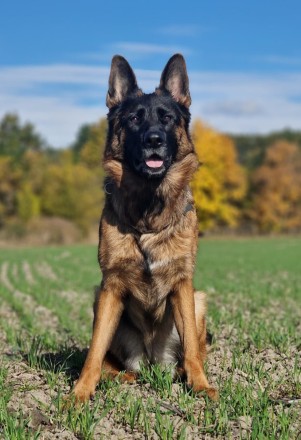 Bestijka rijen 2025 05