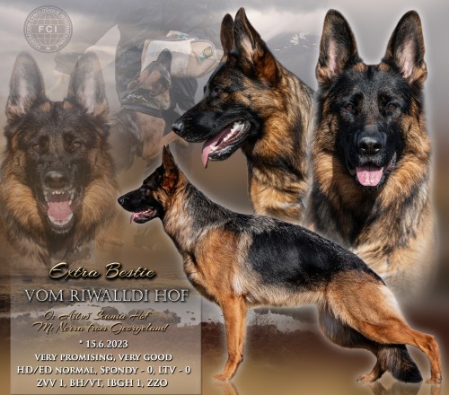 Bestijka rijen 2025 077