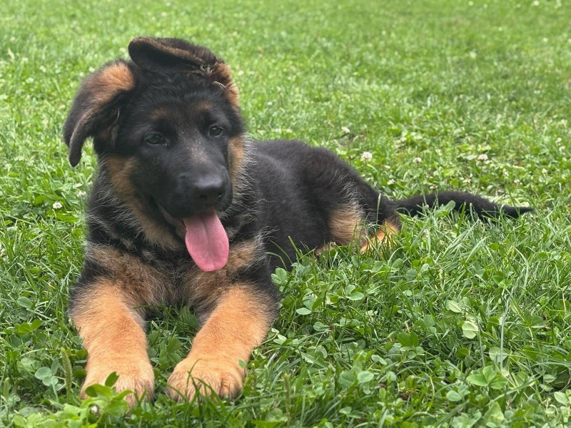 Dixinka 3. mesice 12