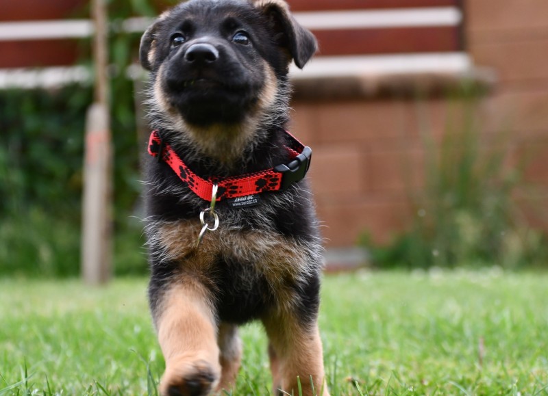 cervena fenka 8 t cervenec 2025 1