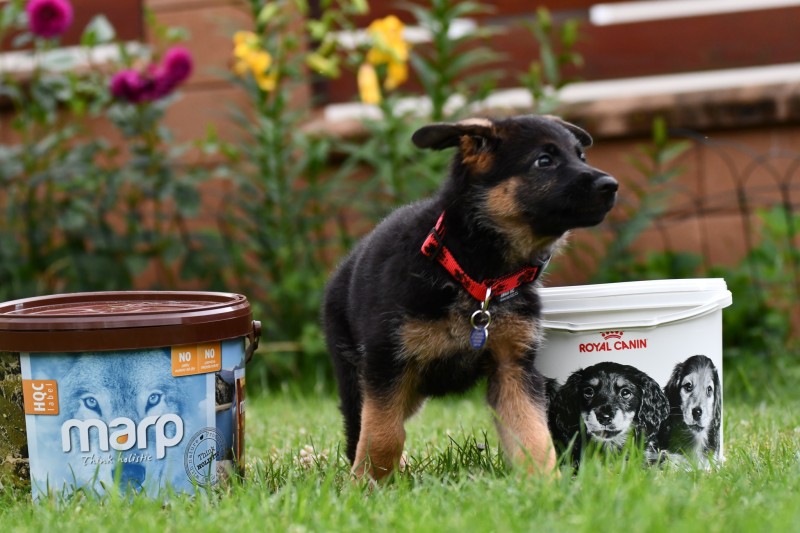 cervena fenka 8 t cervenec 2025 5