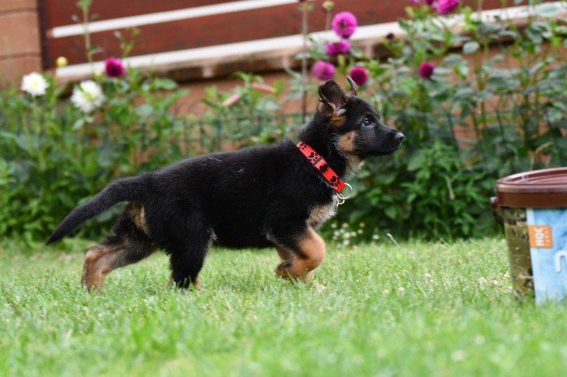 cervena fenka 8 t cervenec 2025 6