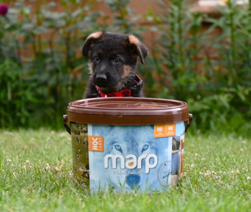 cervena fenka 8 t cervenec 2025 7