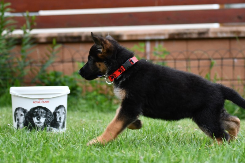 cervena fenka 8 t cervenec 2025 8