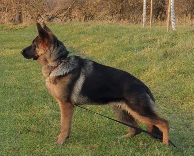 cervena fenka CH 02 6 mesicu