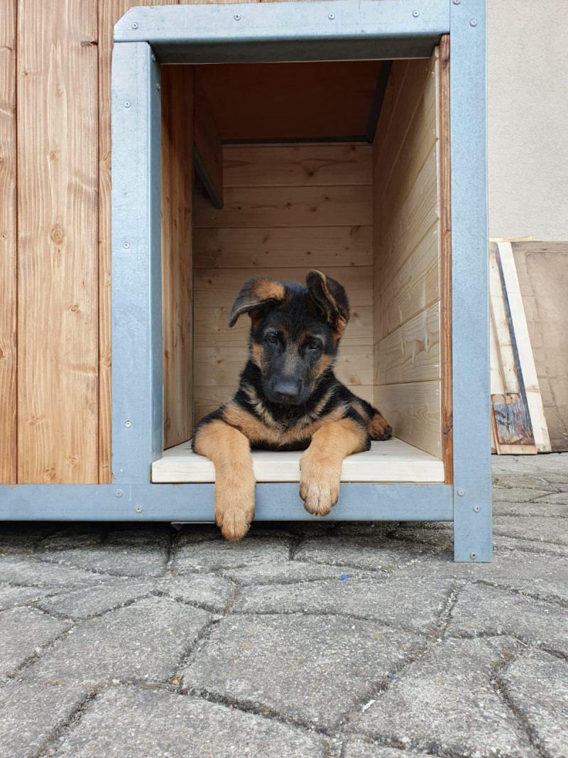 cervena fenka ch 25 mesicu 2025 1