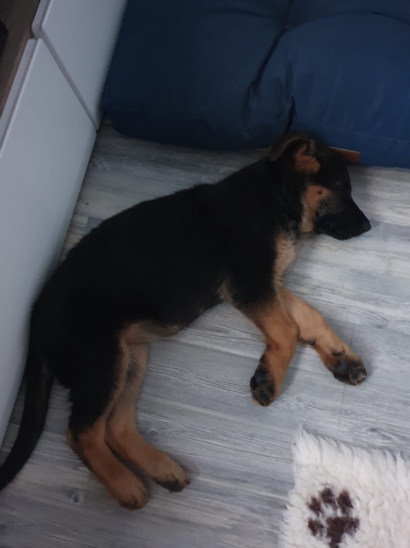 cervena fenka ch 25 mesicu 2025 2