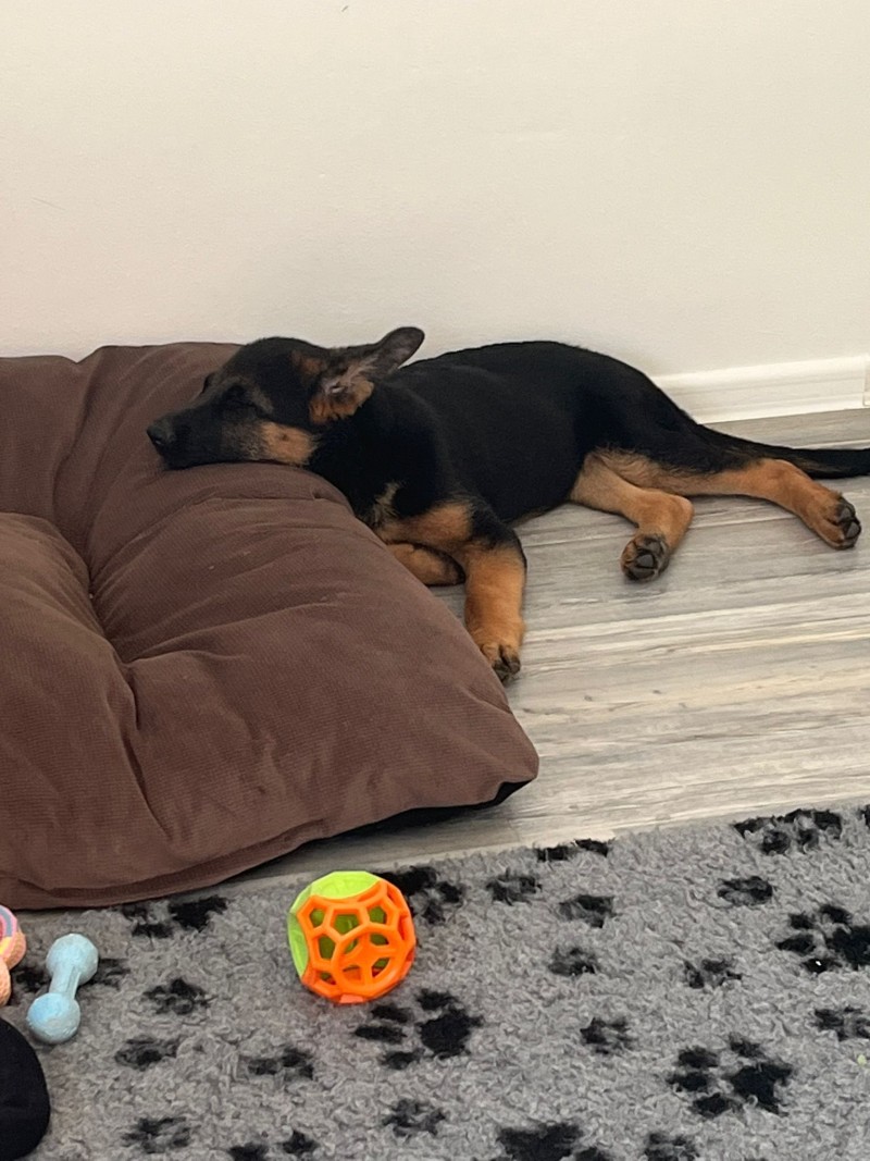 cervena fenka ch 25 mesicu 2025 3