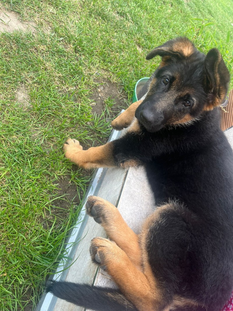 cervena fenka ch 25 mesicu 2025 5