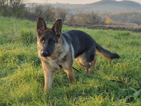 cervena fenka ch 6. mesicu 2025 21