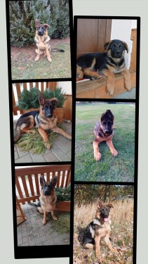 modry pes ch 6. mesicu 2025 21