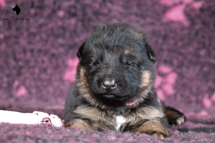 ruzova fena c 2t 02